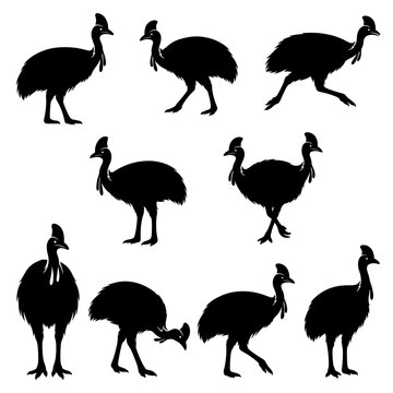 Black and white vector silhouette set of Cassowary.