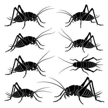 Black and white vector silhouette  set of Camel Cricket