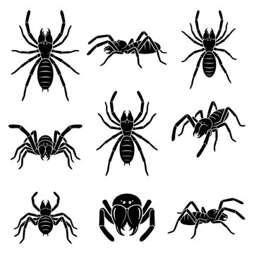 Black and white vector silhouette set of Camel Spider