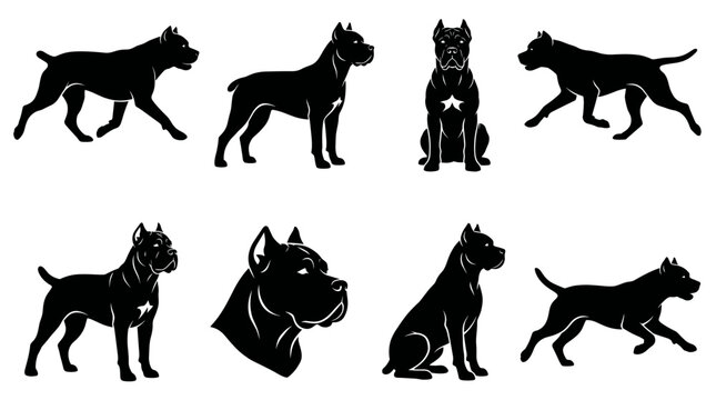 Black and white vector silhouette set of Cane Corso.
