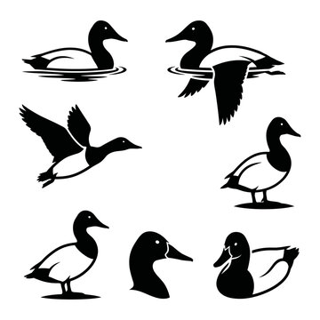 Black and white vector silhouette set of Canvasback.