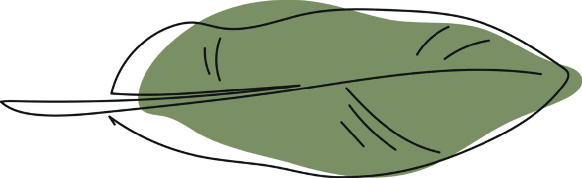 Minimalist banana leaf illustration. Line art tropical leaf with green color accent