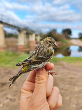 European Serin, Serinus serinus, Scientific bird ringing, Spain, Europe