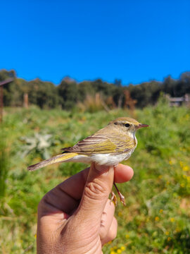 Western Bonelli's warbler, Phylloscopus bonelli, Scientific bird ringing, Spain, Europe