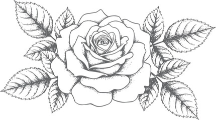 Fototapeta premium Hand-drawn rose with leaves, line flower