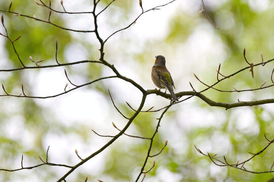 Fringilla coelebs, a twittering chaffinch on a thin branch against beautiful light and bokeh, a chaffinch in a tree surrounded by delicate twigs, white-green bokeh, a trilling songbird