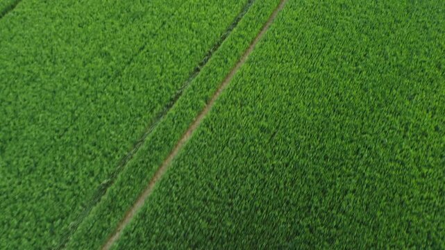 Saftige gr&uuml;ne Fl&auml;che von oben &ndash; nat&uuml;rliche Wiese in Vogelperspektive als Hintergrund