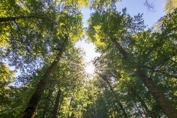 Fototapeta premium Sunlight Through Green Forest Canopy Forest
