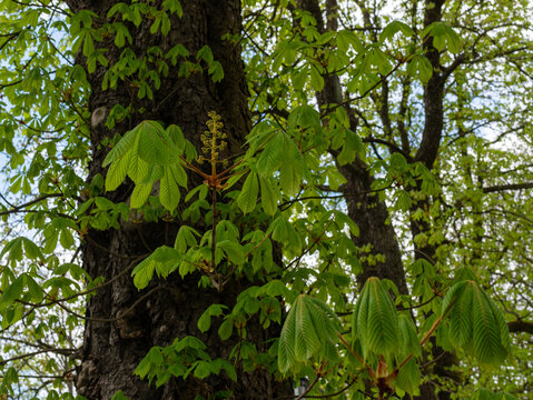Fresh horse chestnut leaves and developing flower buds grow from thick tree branches, showing spring foliage, palmate leaf texture, botanical detail and seasonal growth in a wooded park.