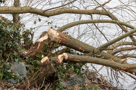 Biberaktivit&auml;ten an Baum mit abgebrochenen &Auml;sten und frischen Bruchstellen im Winter