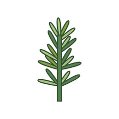 Fototapeta premium Fresh green rosemary sprig herb vector illustration with rosemary aromatic seasoning