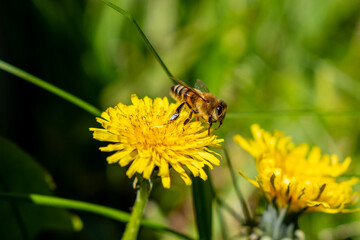 Honeybee collecting nectar on yellow dandelion flower in green grass, close-up of spring meadow plant with blurred natural background. © Marina