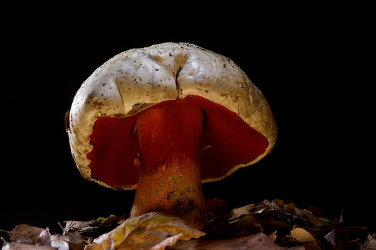 boletus satanas, Devil's bolete, Satan's mushroom in moss. Sassari, Sardinia, Italy.