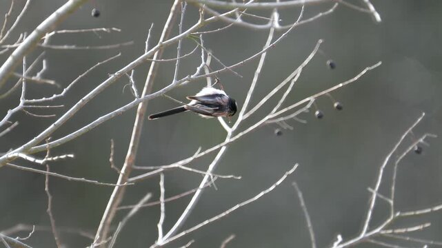 tit on a branch