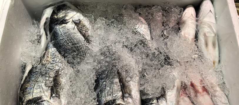 Fresh whole fish on ice in supermarket seafood counter 
