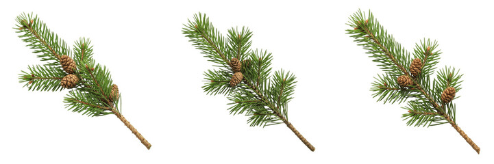 Fototapeta premium Natural Pine Tree Branch with Brown Cone Isolated on Transparent Background, High Quality Evergreen PNG for Winter Holiday Forest Nature and Environmental Design