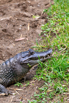 Alligator resting near water Colombia zoo close-up teeth