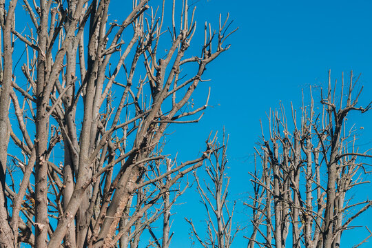 Leafless pollarded trees against clear blue sky
