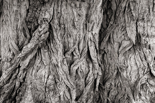 Rugged Tree Bark Texture