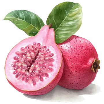 Guava, whimsical watercolor vector illustration with vibrant highlights and delicate strokes, isolated on a white background.
