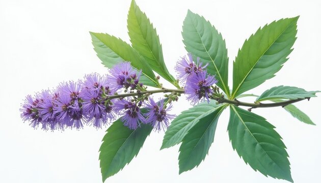 Purple flowering plant branch with green leaves. Small blossoms on thin stalks create feathery effect. Botanical isolate on white studio background.