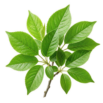 Vibrant Green Leaves Cluster on Branch Isolated on White Background