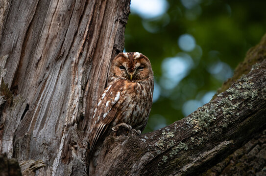 Tawny owl looking straignt into the camera