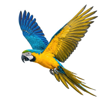 Stunning Blue and Yellow Macaw in Flight with Vibrant Feathers Spread Wide