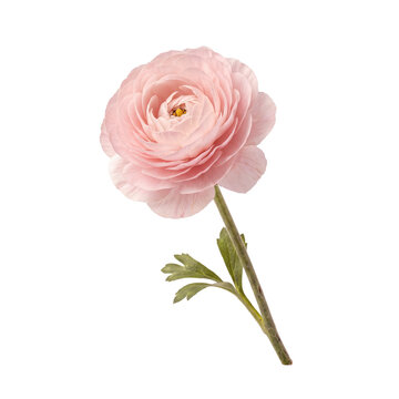 Delicate Pink Ranunculus with Green Stem on White Background