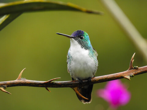 White-necked jacobin hummingbird perched branch purple flower Colombia