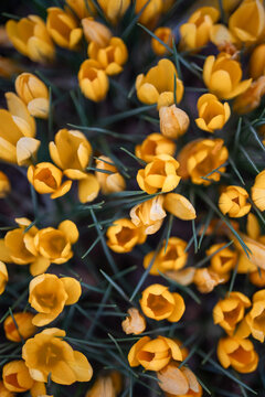 Many small lush yellow crocuses in full bloom in spring garden, early spring flowers primroses blossoming in flowerbed outdoors, cultivation and growing decorative flower plants, gardening hobby.