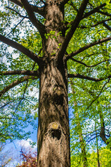 Fototapeta premium Ginko biloba tree in the Jevremovac botanical garden in Belgade, Serbia