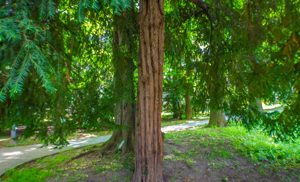 Taxus  baccata L. tree in the Jevremovac botanical garden in Belgrade, Serbia