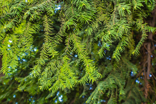 Taxus  baccata L. tree, close up