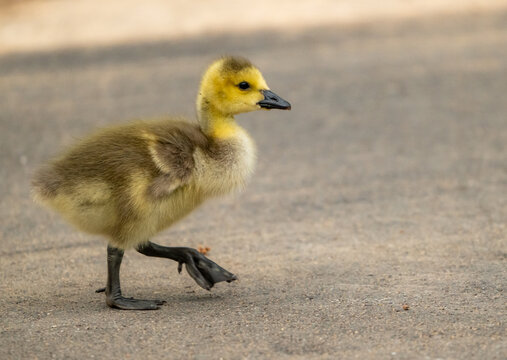 Yellow Canada Goose Gosling Takes A Step Forward