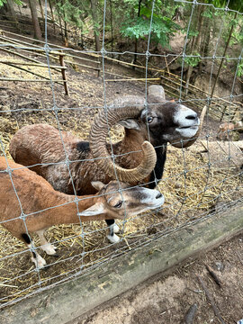 Mouflon Wild Sheep with Large Horns Behind a Wire Fence