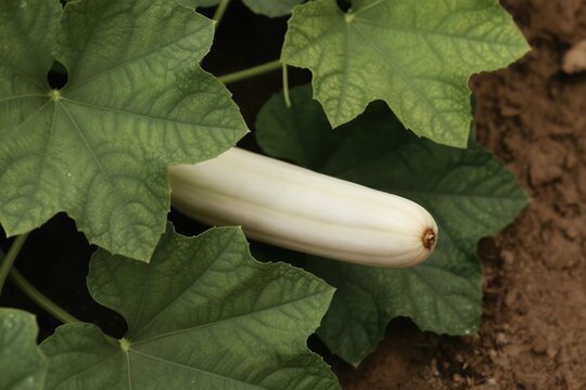 White winter melon gourd grows on vine among large green leaves. Vegetable is developing in garden soil. Healthy plant food product for organic nutrition.