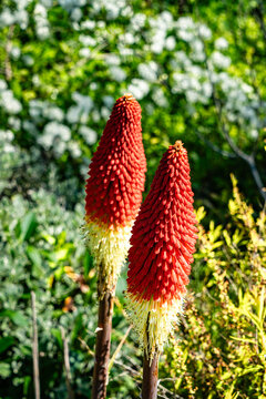 Orange Spring Garden Flowers 3