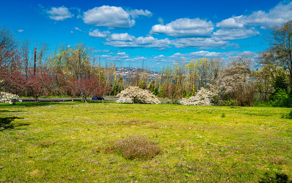 West Seattke Spring Blooms 5