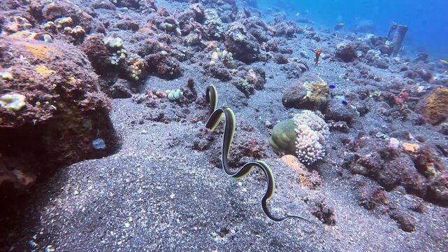 Sea Kraits Swimming Over Coral Reef in Amed, Bali