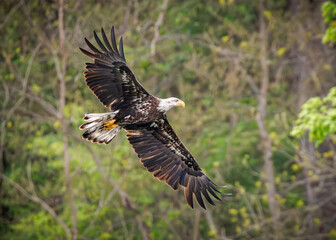 Obraz premium Bald eagle soars above a forested landscape. Wings spread wide, feathers catch the wind. Head tilted, eyes focused on unseen prey. Green trees blur behind the bird's powerful flight