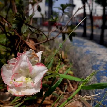Beautiful flowers in a city park, Hermoso flores de un parque en la ciudad video 08