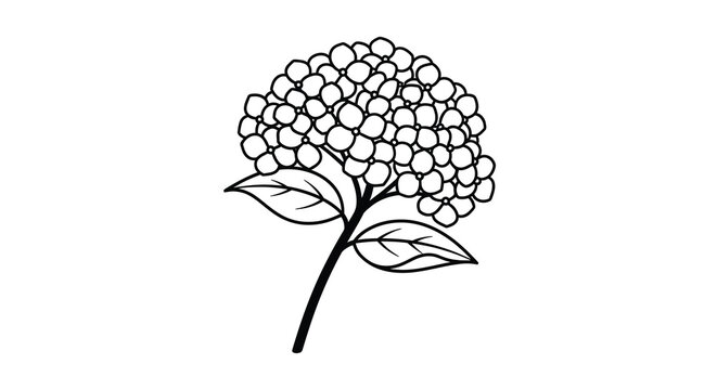 Hydrangea flower stem black line drawing on white background