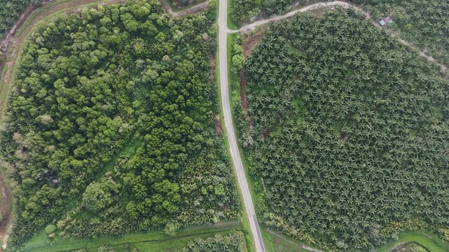 Aerial view road forest
