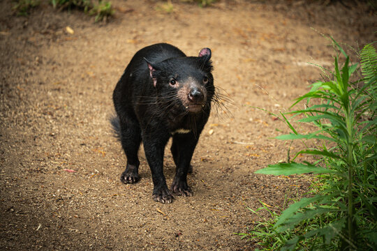 Tasmanian devil stands on sandy ground with green foliage in the background