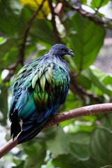 Obraz premium Nicobar pigeon at bird kingdom Niagara