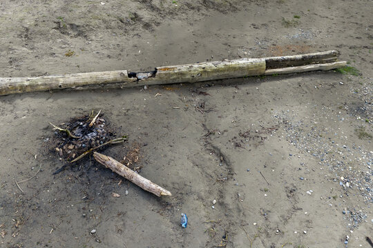 Weathered Driftwood Logs on Sandy Riverbank Along the Fraser River in British Columbia, Canada