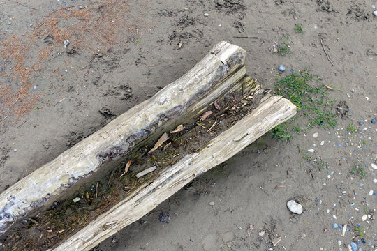 Weathered Driftwood on Sandy Fraser River Beach With Pebbles and Shore Grass