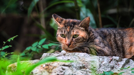 Detailed portrait of a tortoiseshell cat resting on a stone. High-quality photography capturing sharp green eyes and textured fur in a lush forest. Ideal for pet and nature-themed content. © AHMED BADAWY