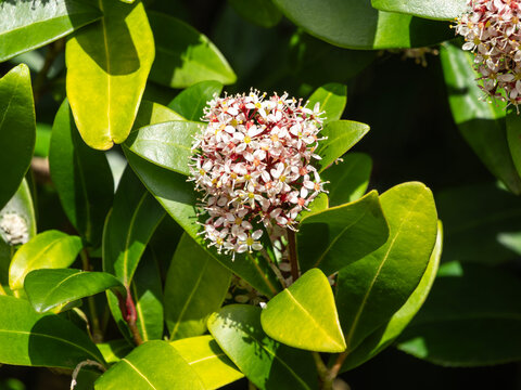 Eriostemon 'Flower Girl Pink' a spring flowering evergreen shrub plant with a pink springtime flower also known as Philotheca myoporoides, gardening stock photo image